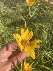 Helianthus simulans