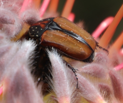 Image of Leucospermum gueinzii by (c) Tony Rebelo, some rights reserved (CC BY-SA)