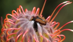 Trichostetha capensis hottentotta