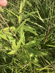 Helianthus simulans