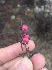 Gaultheria macrostigma