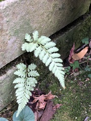Athyrium niponicum