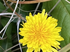 Taraxacum