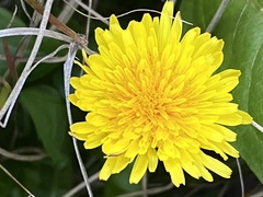 Taraxacum