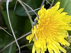 Taraxacum