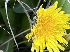 Taraxacum