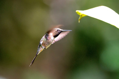 Calliphlox amethystina