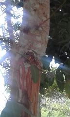 Cinnamomum burmanni