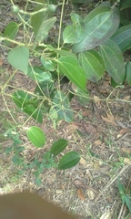 Cinnamomum burmanni