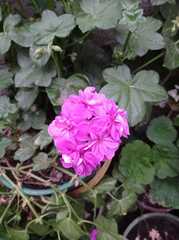 Pelargonium × hybridum