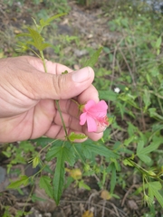 Hibiscus poeppigii