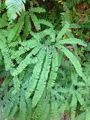 Adiantum aleuticum aleuticum