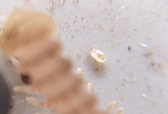 Parasitiformes