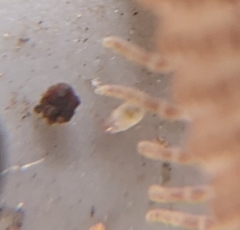 Parasitiformes