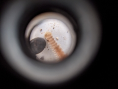 Parasitiformes