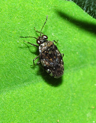 Saldula c-album