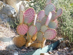 Opuntia gosseliniana