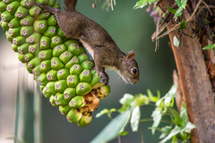 Sciurus aestuans ingrami