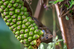 Sciurus aestuans ingrami