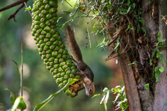 Sciurus aestuans ingrami