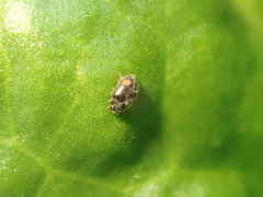 Nephus binaevatus
