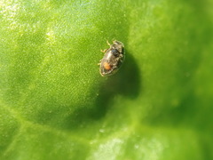 Nephus binaevatus