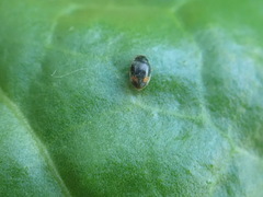 Nephus binaevatus