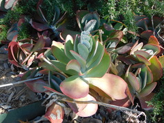 Kalanchoe luciae