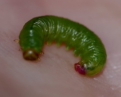 Pristiphora melanocarpa