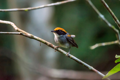 Conopophaga melanops