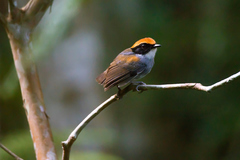 Conopophaga melanops