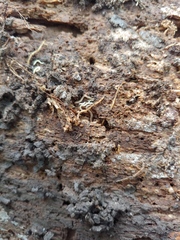 Andrognathus corticarius