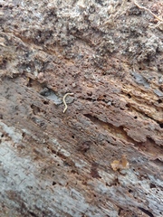 Andrognathus corticarius