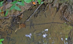 Rhinella henseli