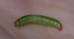 Pristiphora melanocarpa