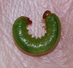 Pristiphora melanocarpa