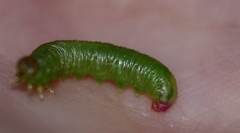 Pristiphora melanocarpa