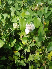 Heliopetes laviana