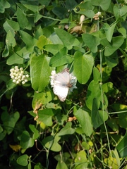 Heliopetes laviana