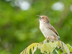 Cisticola marginatus