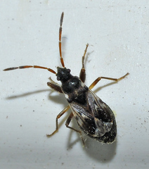 Scolopostethus affinis