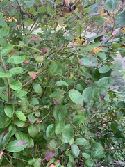 Vaccinium formosum