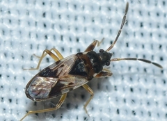 Scolopostethus decoratus