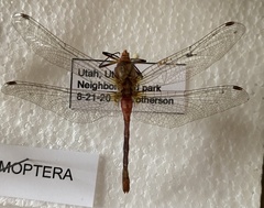Sympetrum pallipes