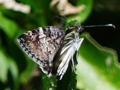 Chiomara georgina