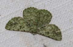 Aeolochroma viridicata