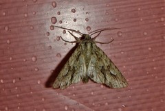 Meganephria bimaculosa