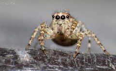 Saitis variegatus