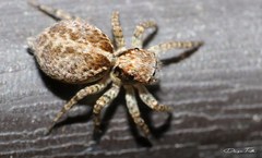 Saitis variegatus