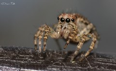 Saitis variegatus